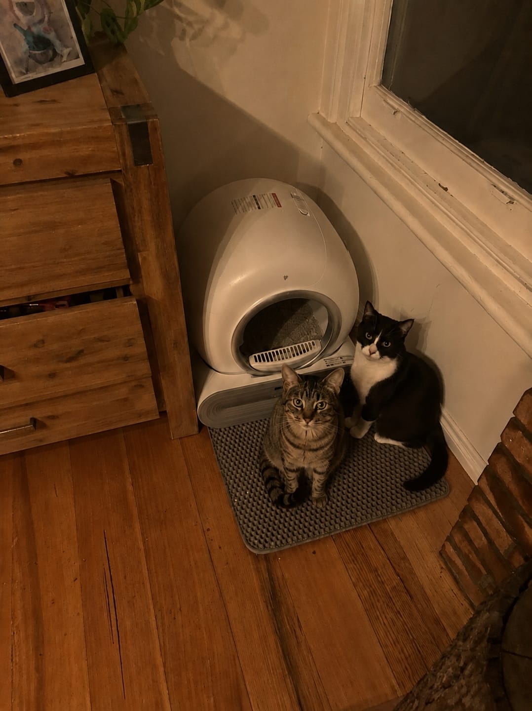 Customer photo review of Petbuds™ Pro 2026 Automatic Self-Cleaning Litter Box