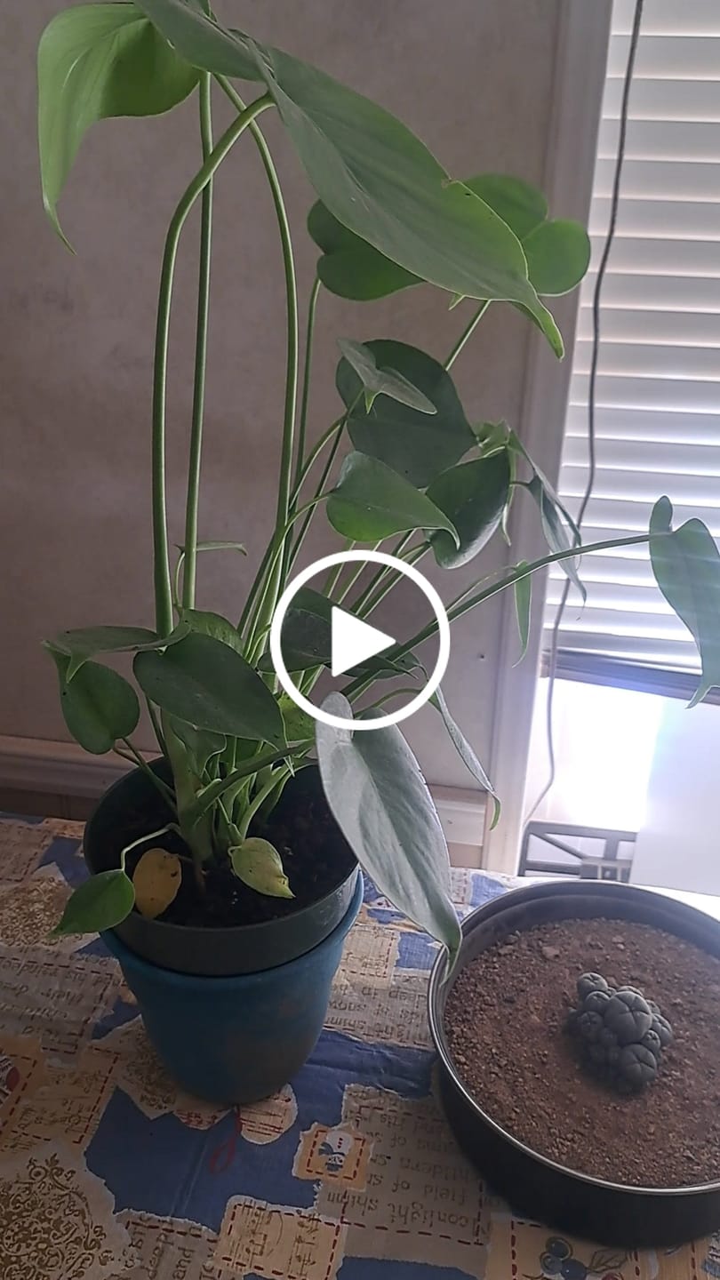 Customer video review of Monstera Deliciousa Live Indoor Plant, Easy Care Low Light Houseplant, Air Purifier Monstera Gift Plant Mother's Day Pet Friendly Plant