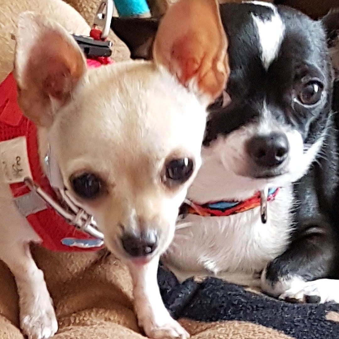 Customer photo review of Dentalspray bei Zahnstein für Hunde und Katzen