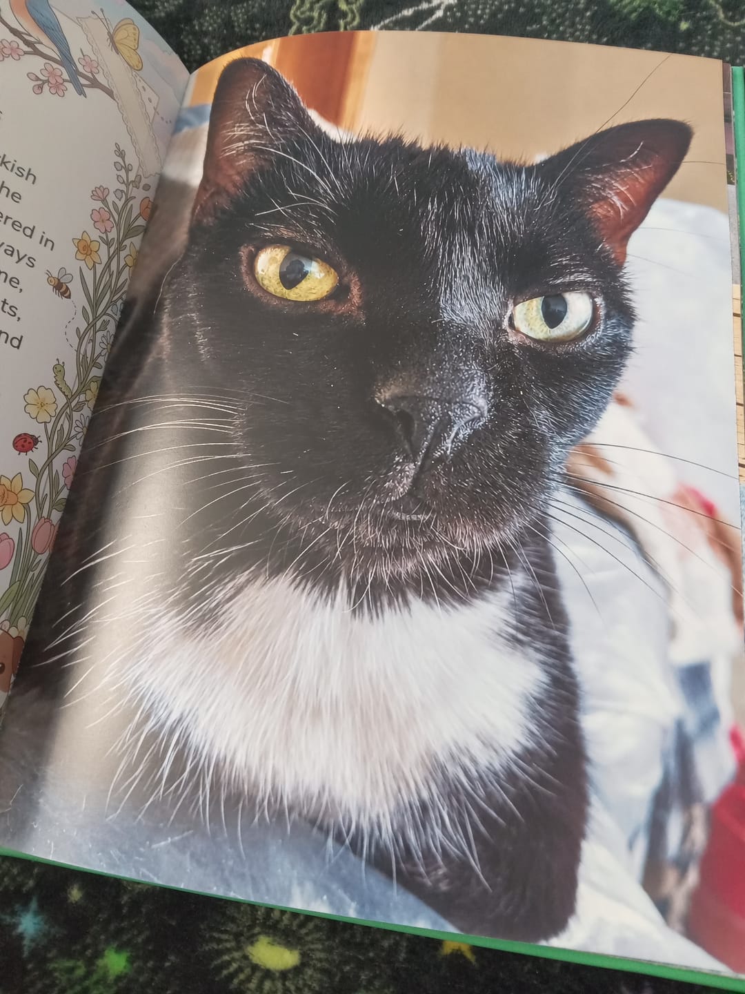 Customer photo review of Cutest Pets of Pupvote Spring 2026
