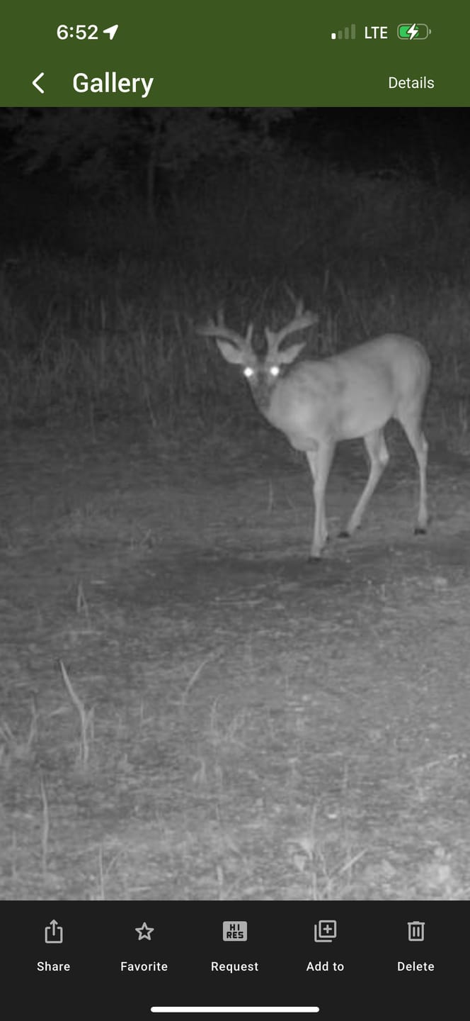 Customer photo review of Recharge™ Deer Mineral