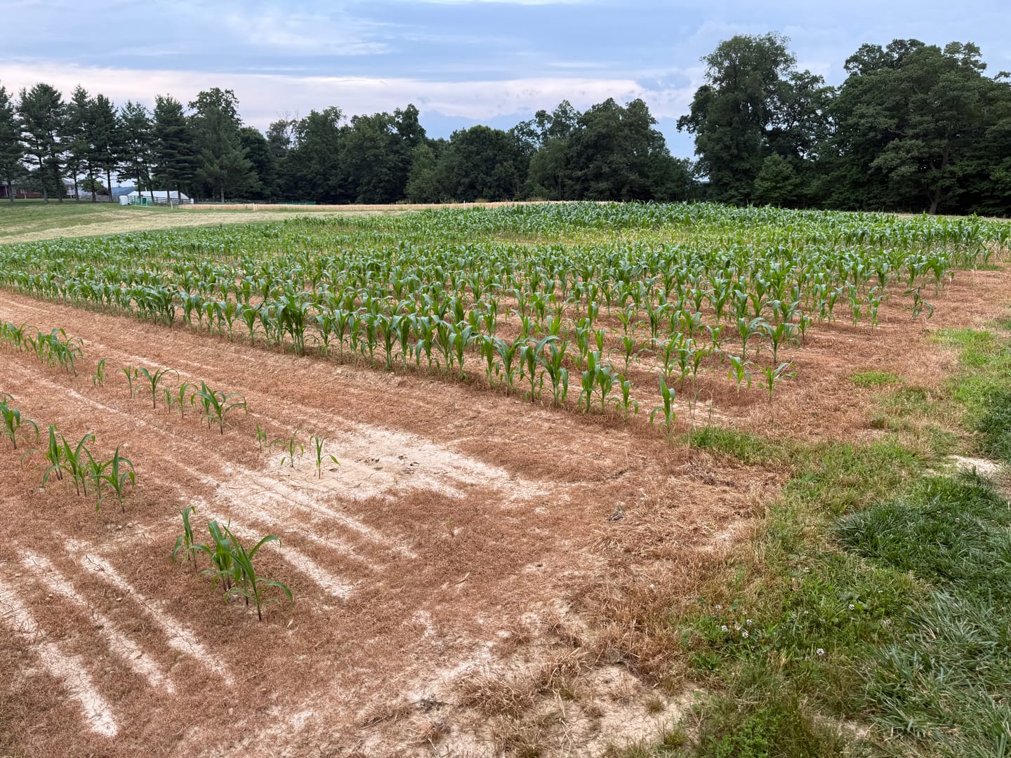 Customer photo review of *Revision Attribute II Sweet Corn (Roundup Ready)