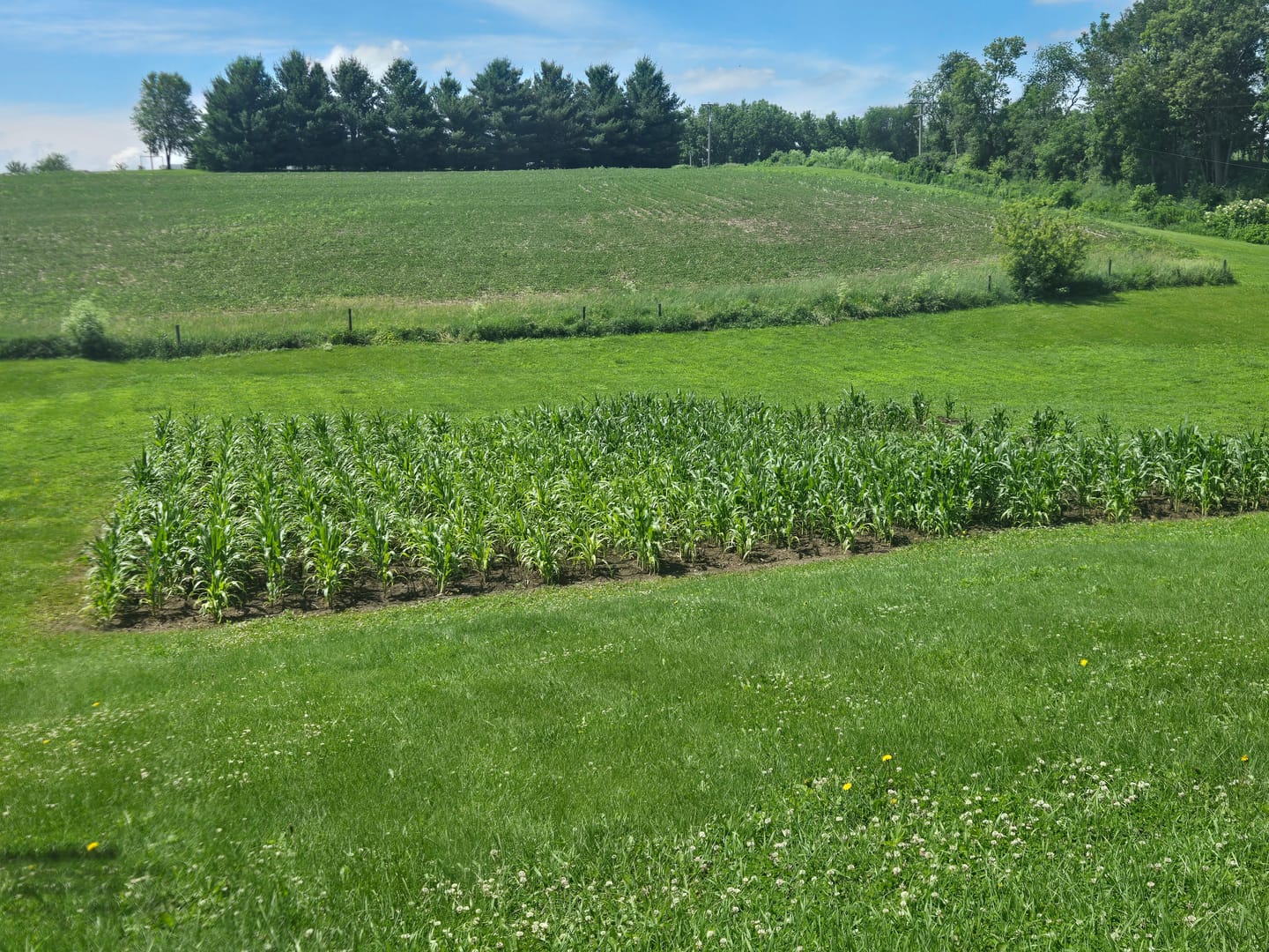 Customer photo review of *Quick Trip Attribute II Sweet Corn (Roundup Ready)