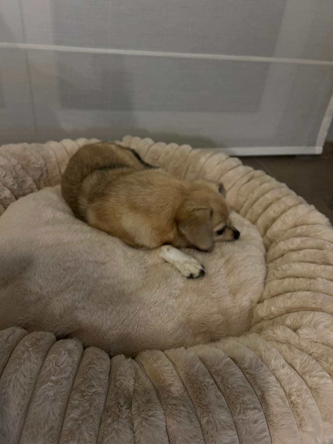 Customer photo review of Pet Perfect Orthopedische Donutmand