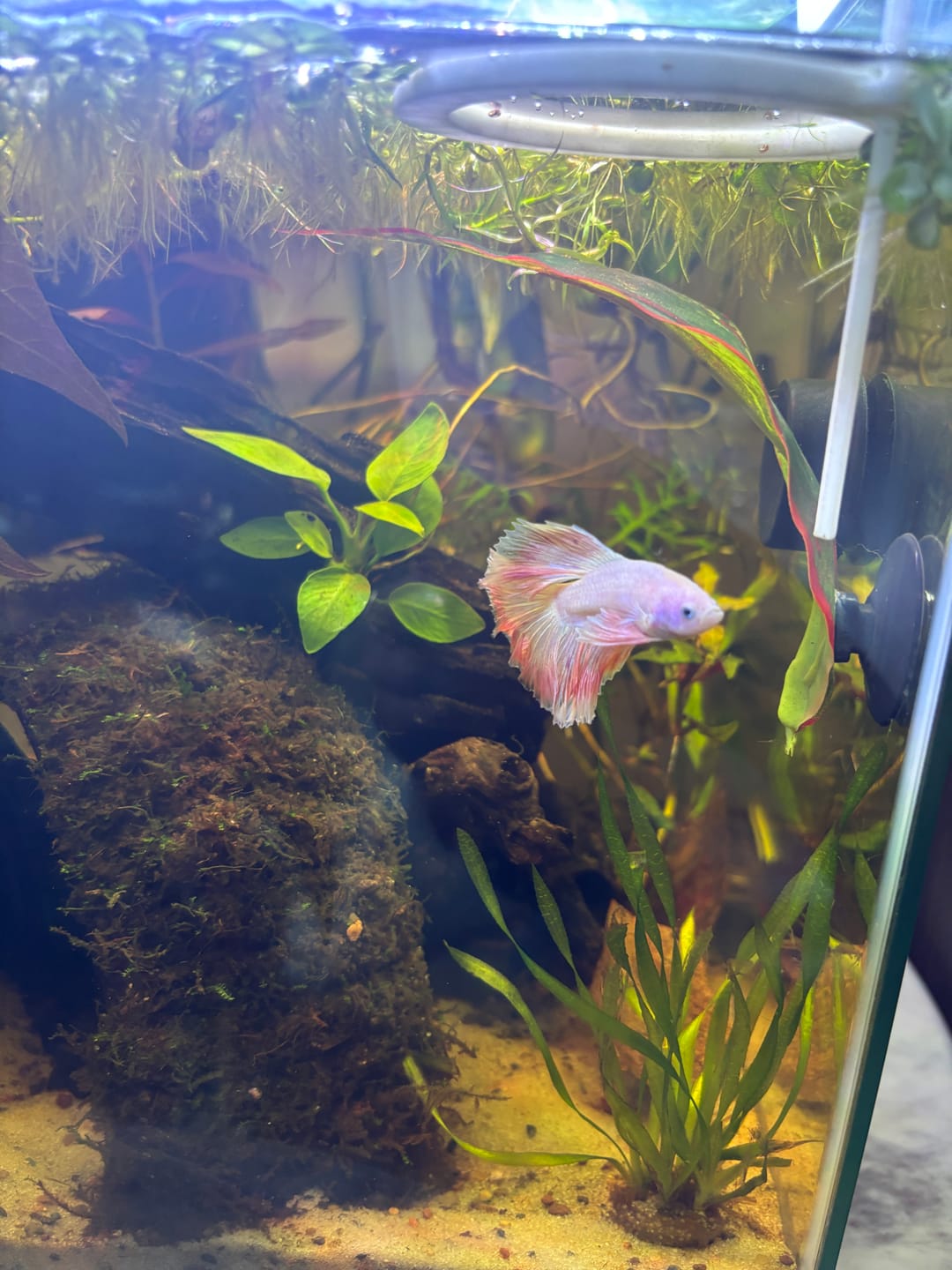Customer photo review of Pink Sakura Halfmoon Male Betta Fish | Grower Pick