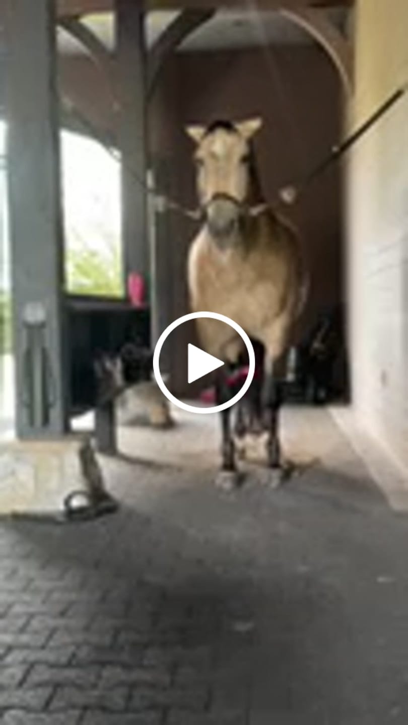 Customer video review of HorseHalo™  HaloHocks