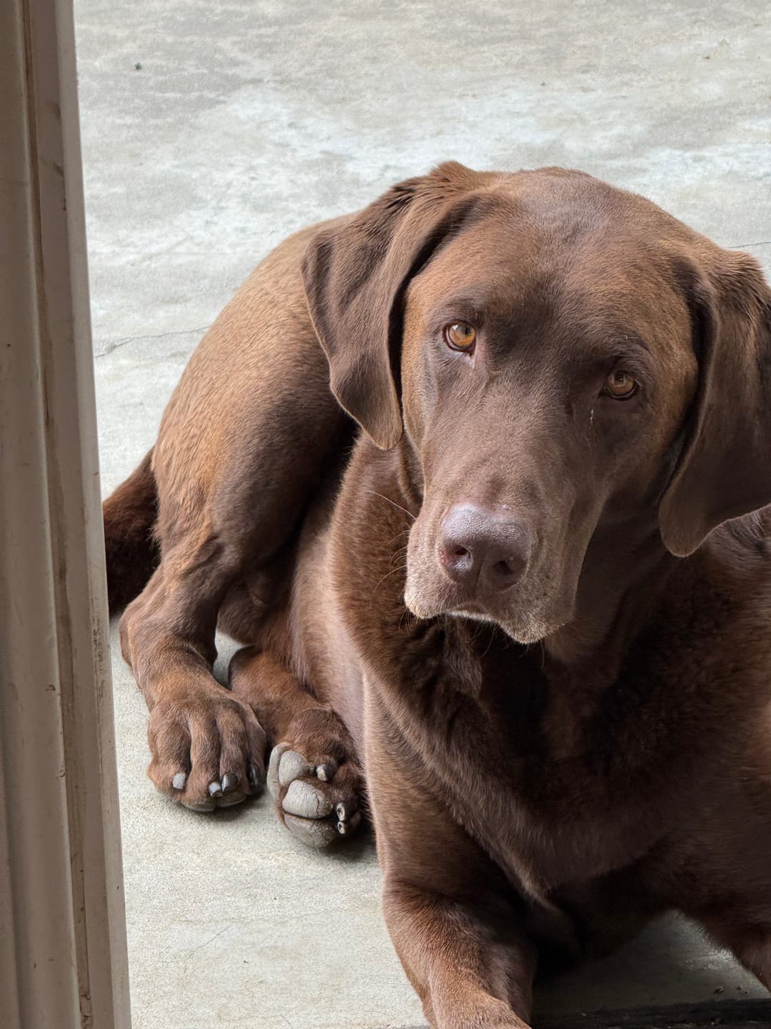 Customer photo review of Chocolate Lab USA Flag