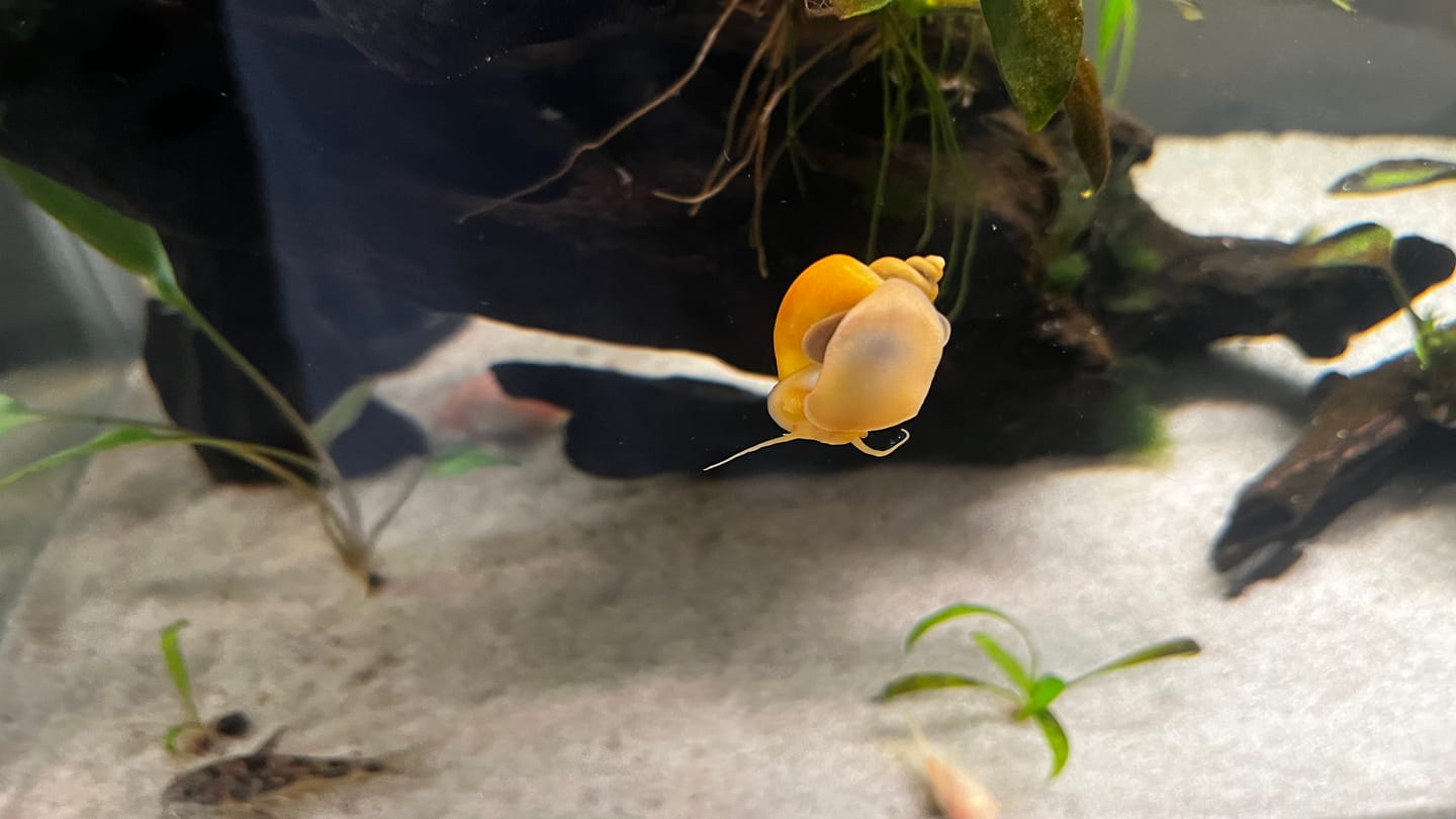 Customer photo review of Gold Mystery Snail