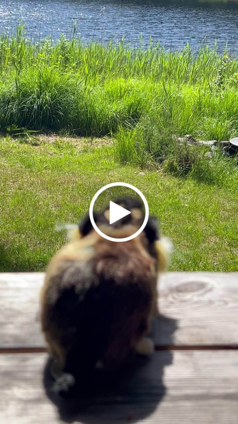 Customer video review of Lemen Bamse | Hansa Creation | 16cm