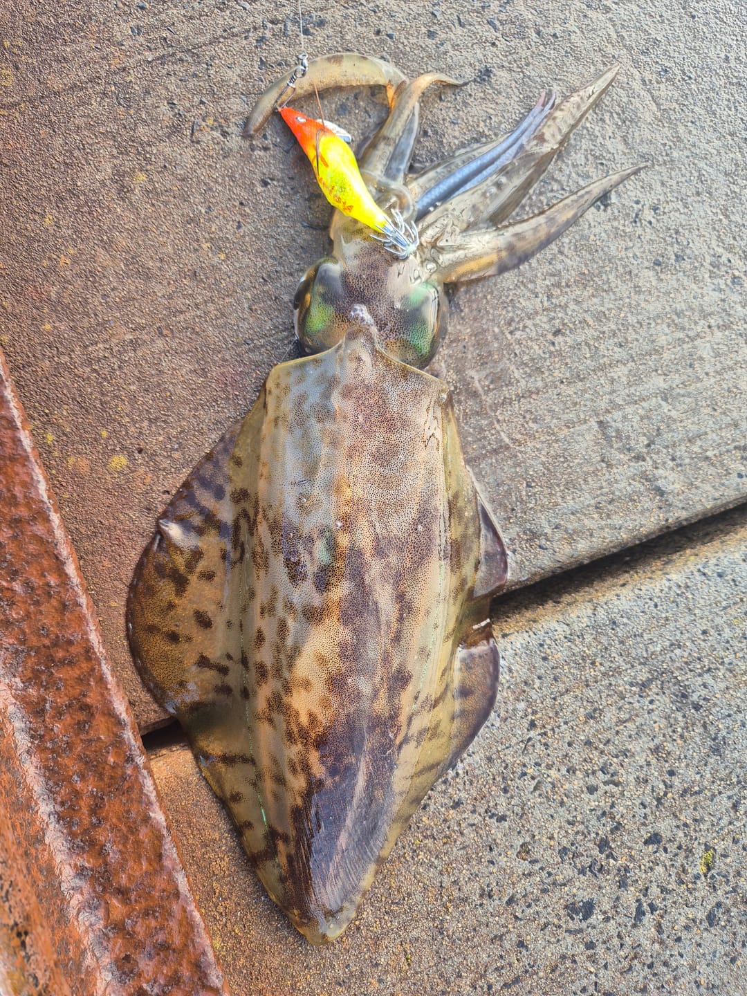 Customer photo review of Super UV Bright Neon Orange Yellow Squid Jigs