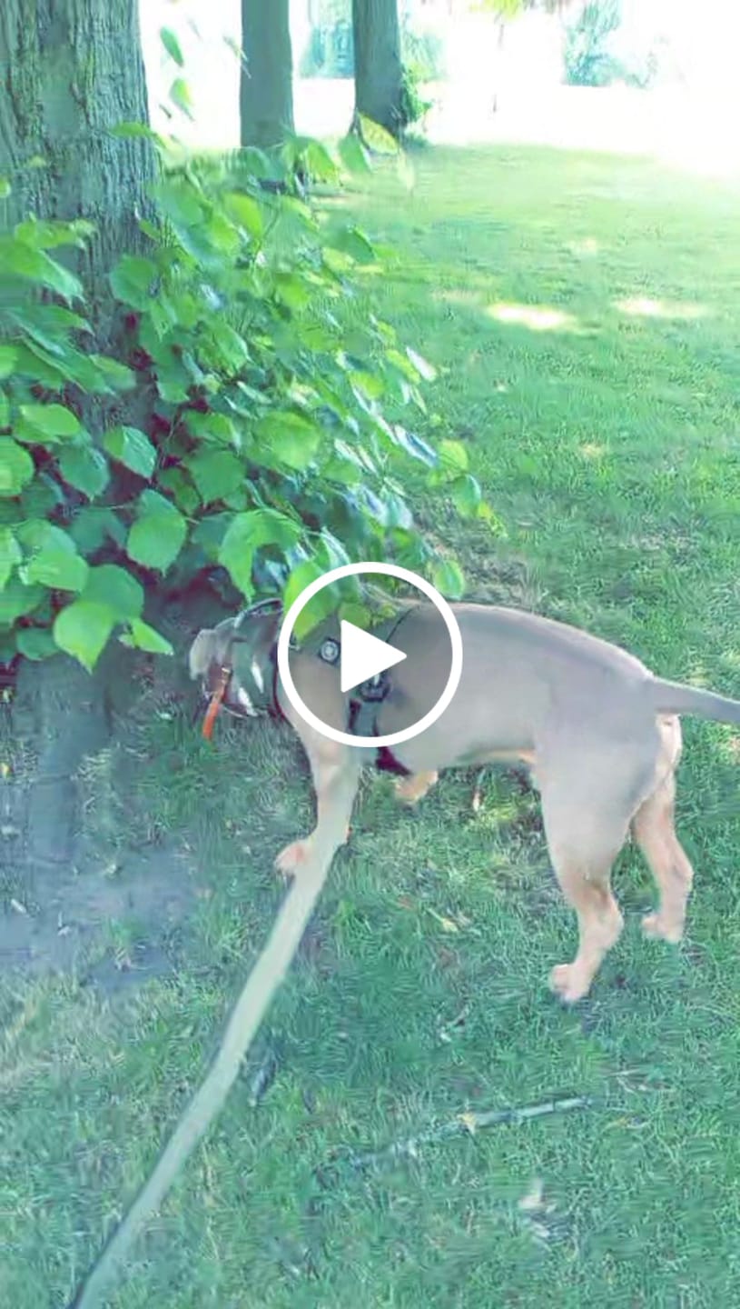 Customer video review of 5cm Combat® Collar | With Handle & Secure Clip - Khaki