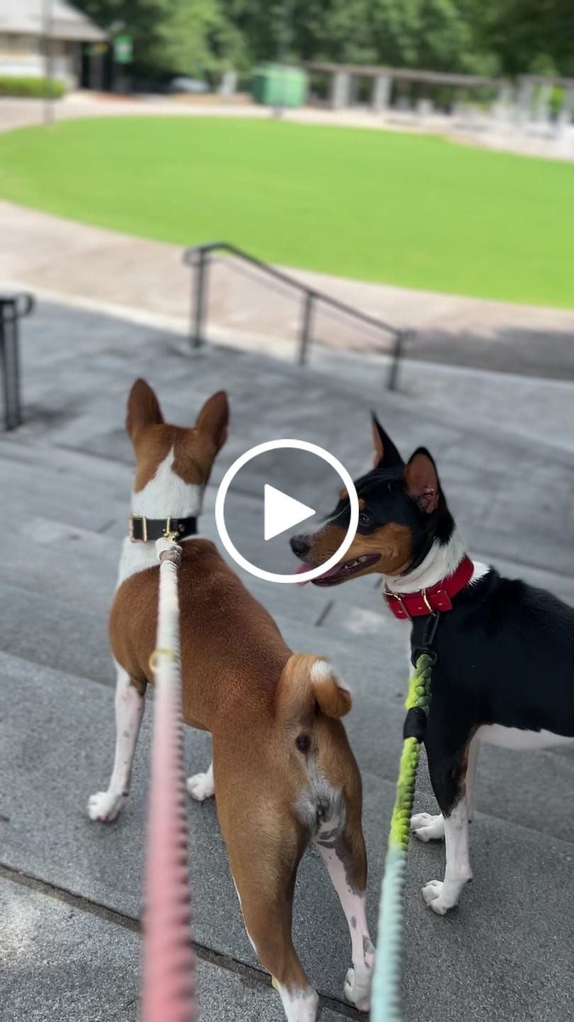 Customer video review of New! The Dioji Cotton Rope Dog Leash, Adjustable - Found My Animal