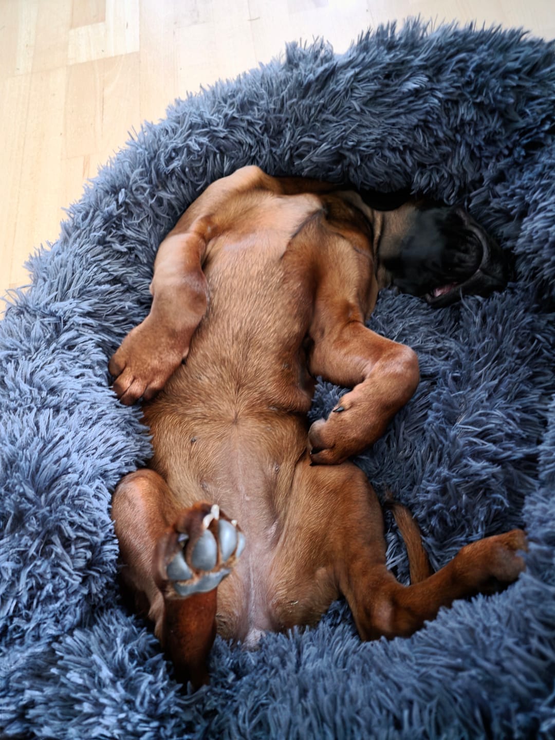 Customer photo review of Puppery Hundebett Wolke 7 - Das Original