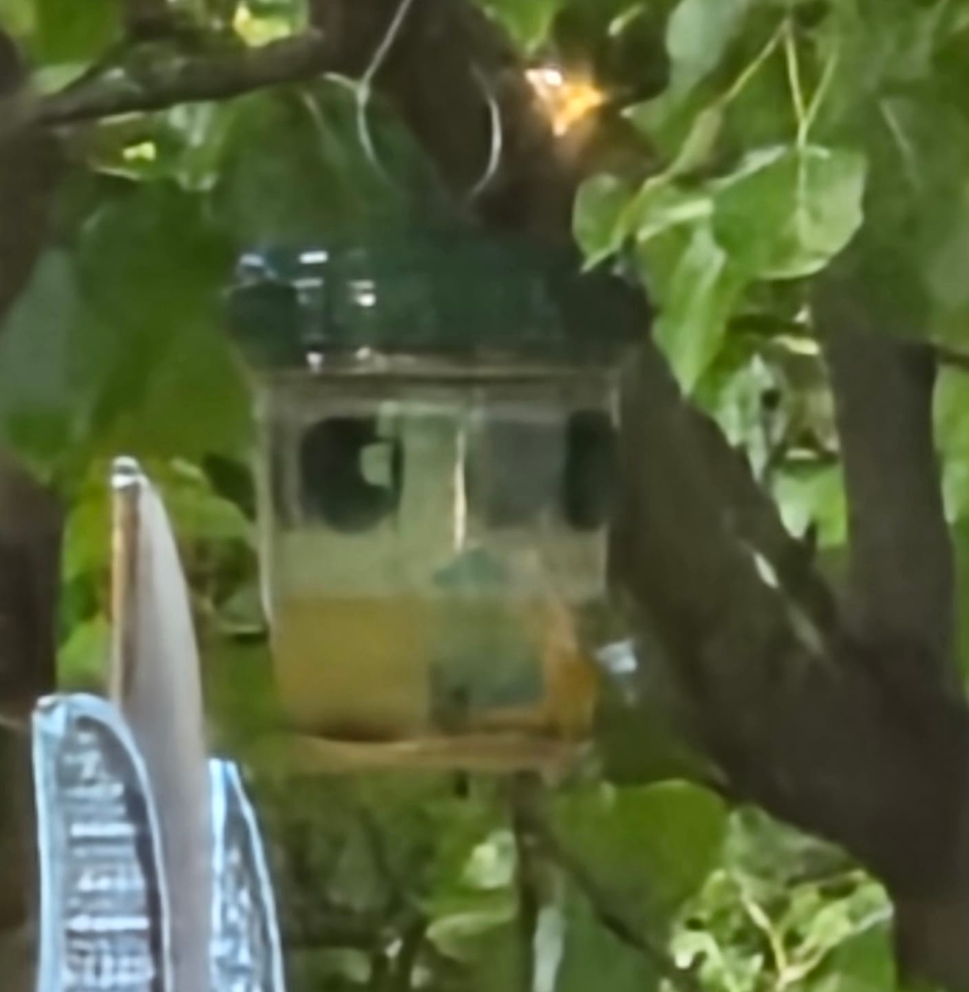 Customer photo review of Mosquito TNT 2.0