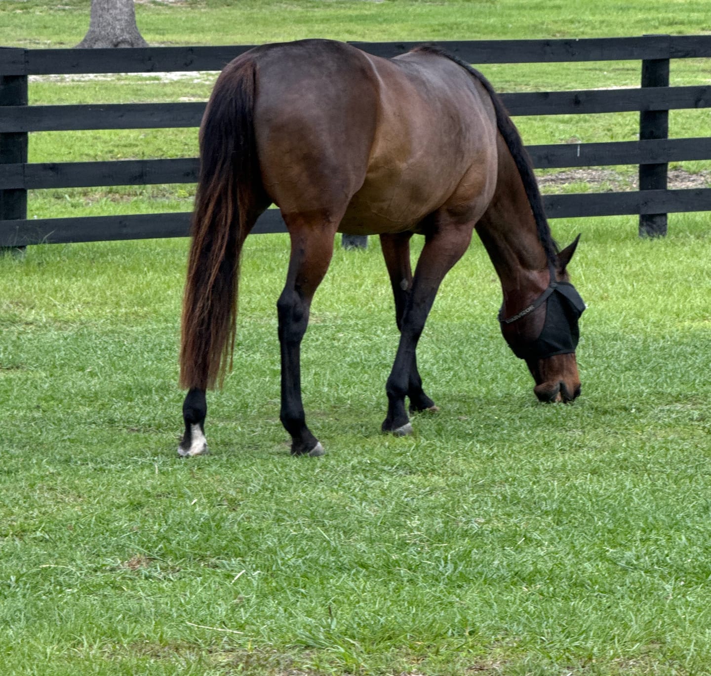 Customer photo review of Digestive HP