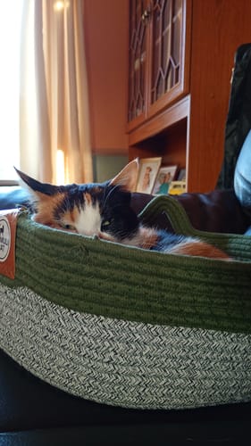 Customer photo review of Instinct Basket | Meet the first research-backed natural territory for indoor cats
