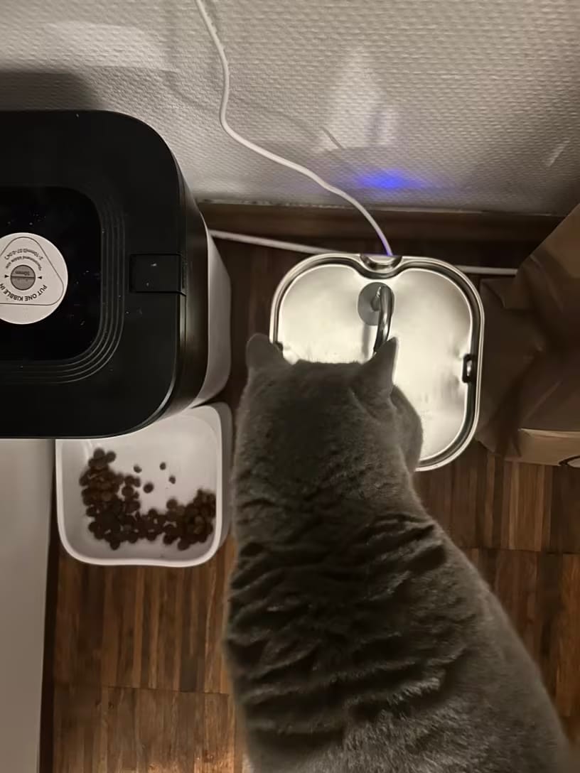 Customer photo review of KittyFlow - מזרקת מים לחתול