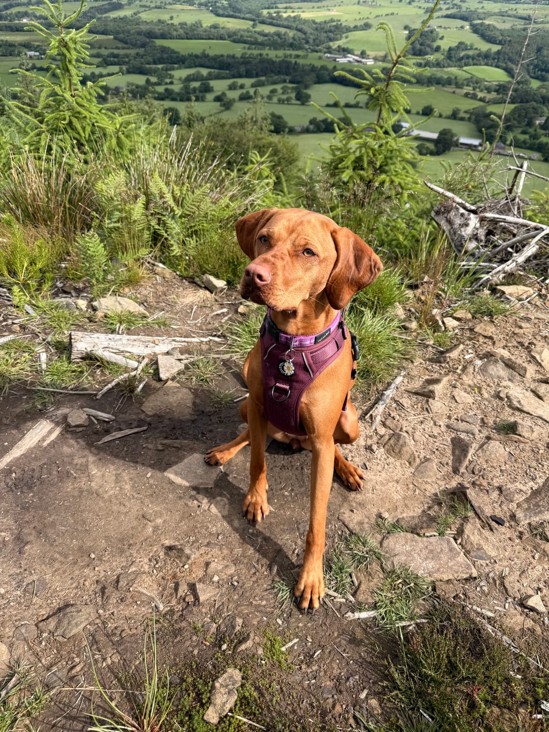 Customer photo review of Trail & Glow® Dog Harness - Mulberry Tweed