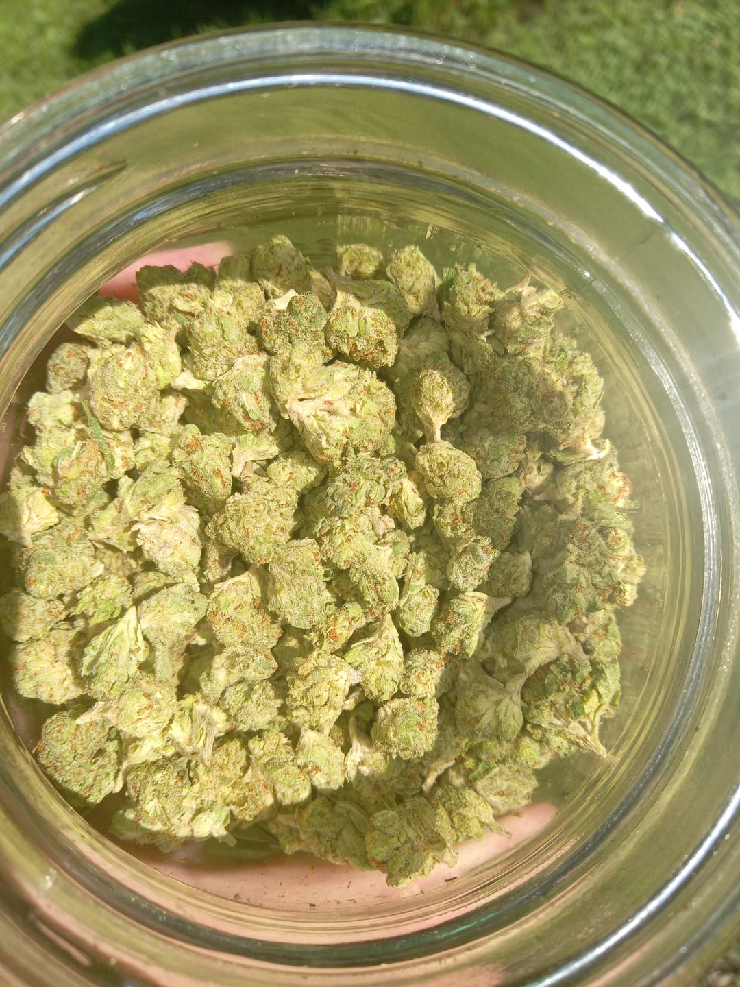 Customer photo review of Gelato Kush Minis - Bulk Minis - Indica