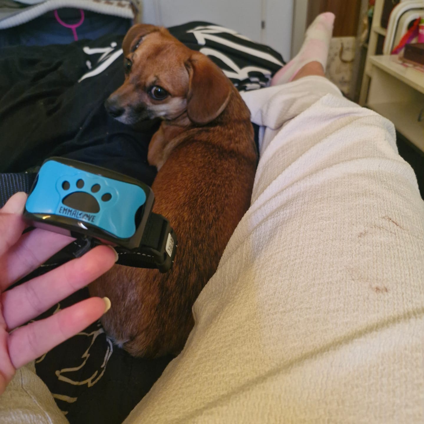 Customer photo review of Anti-Bell Halsband Hund ohne Strom – Vibration & Ton