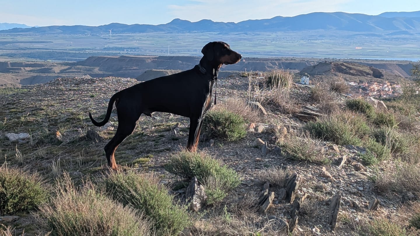 Customer photo review of Grain Free Cordero