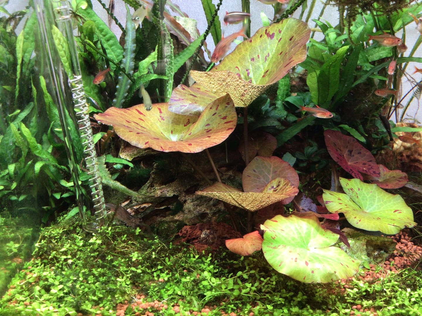 Customer photo review of Red Tiger Lotus "Nymphaea lotus Red" BULB