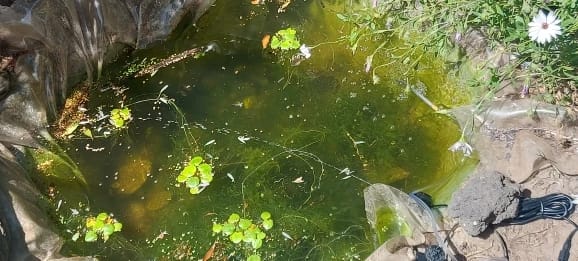 Customer photo review of Calviro AquaFlow™ Zonne-energie Vijverbeluchter