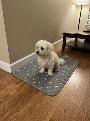 Customer photo review of SniffPad™
