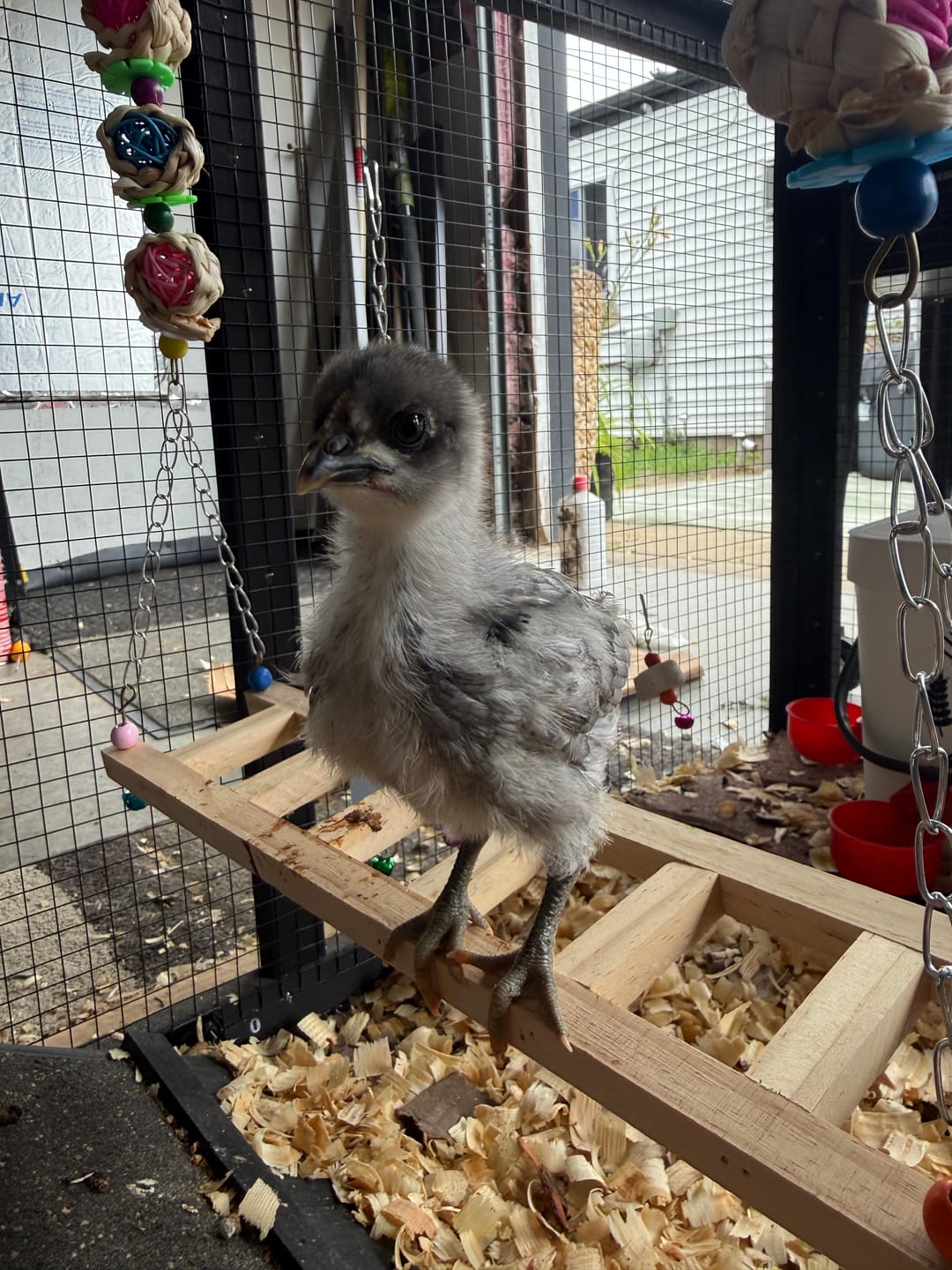 Customer photo review of Complete Guide to Healthy Chickens and Better Eggs (Digital Guide)