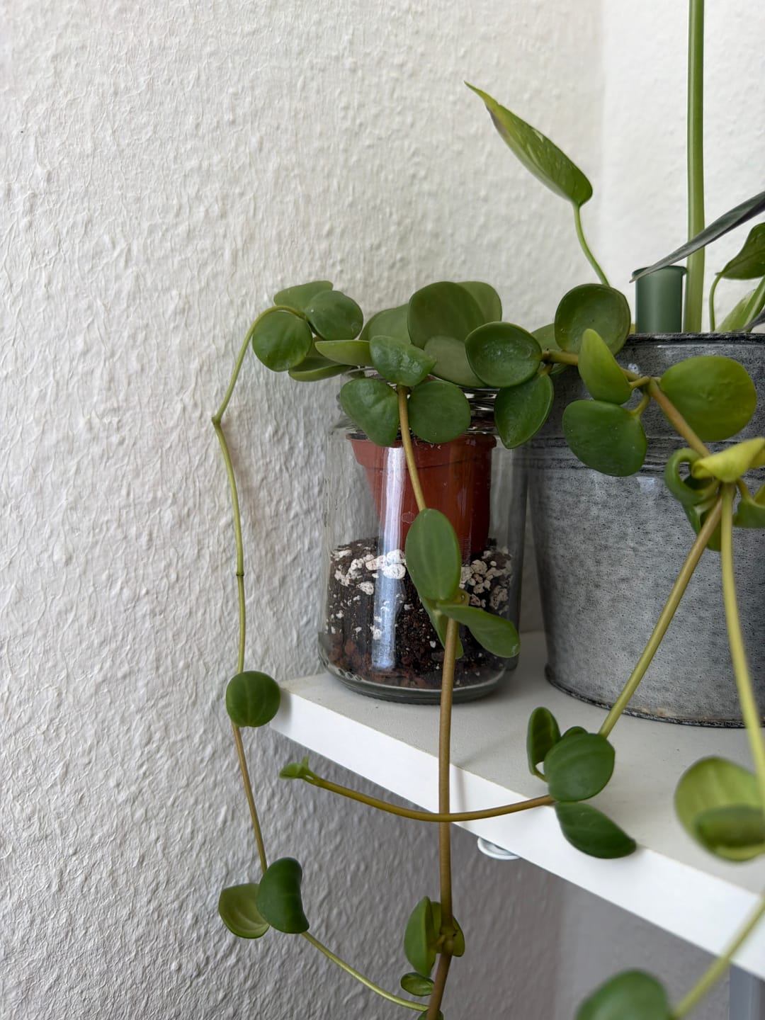 Customer photo review of PEPEROMIA HOPE