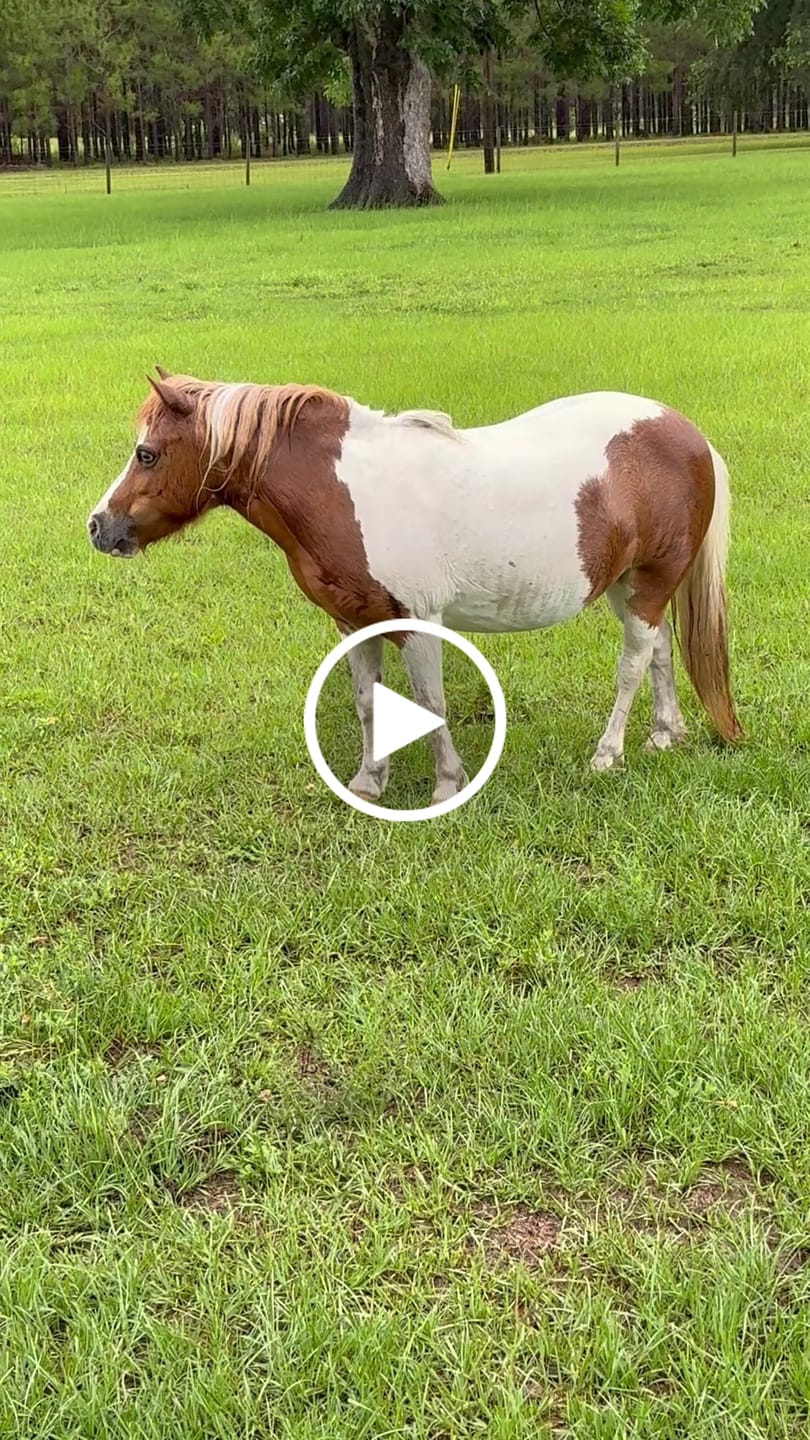 Customer video review of Horse Laminitis Support - Hoof Care for Damaged & Injured Hooves - Highly Effective, Natural Homeopathic Supplement - 300 Tablets