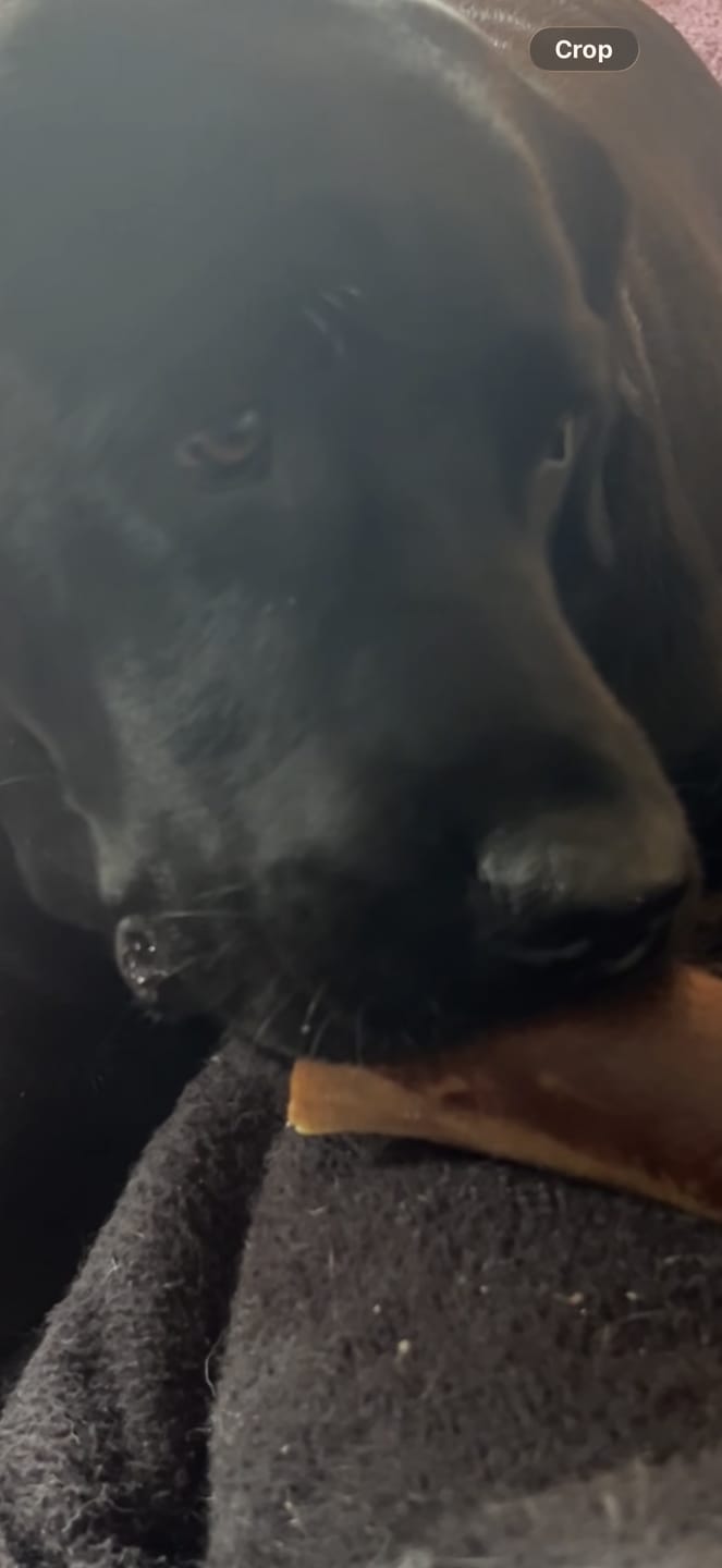 Customer photo review of Smoked Beef Marrow Bones