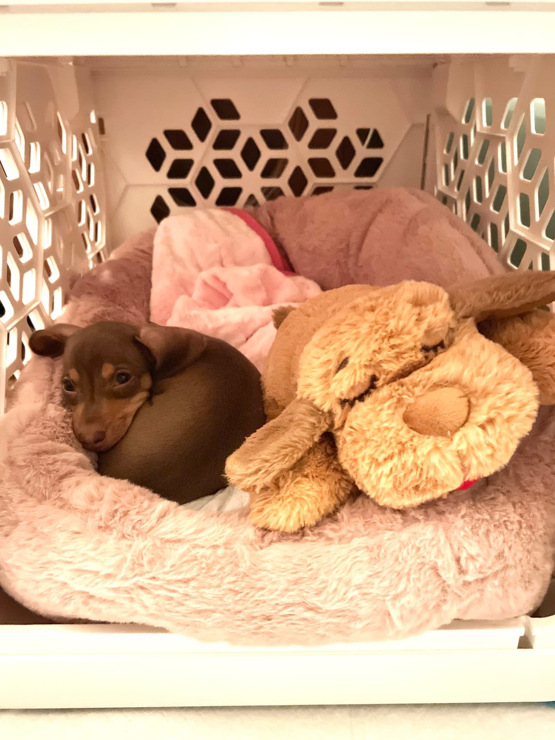 Customer photo review of Calming Lounger Dog Bed