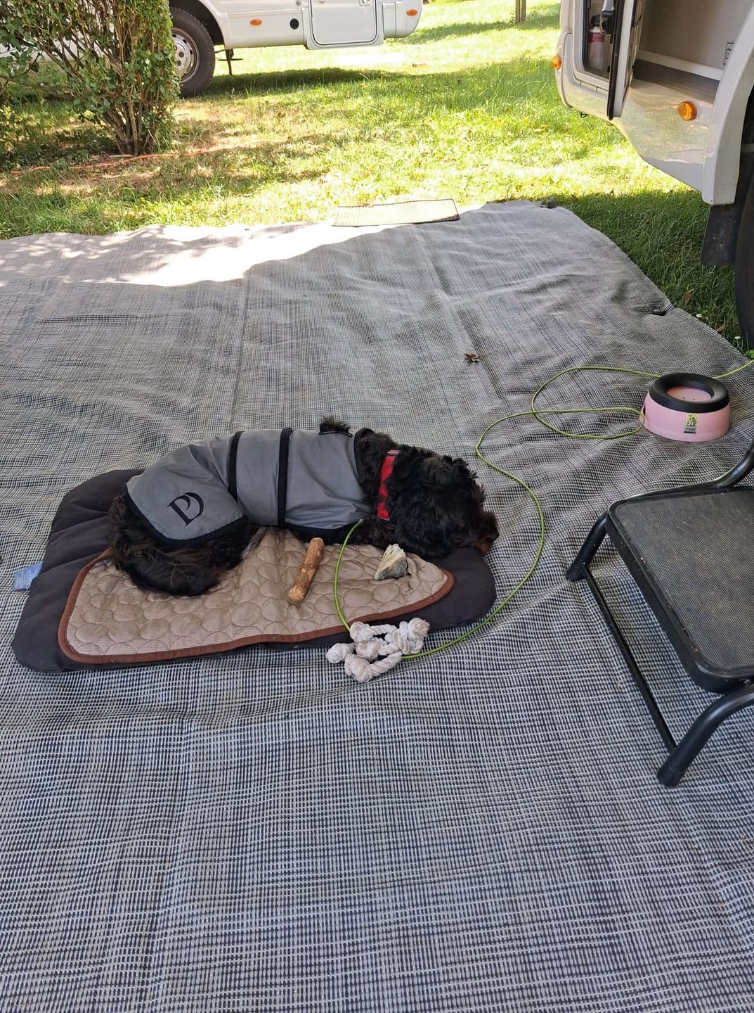 Customer photo review of Luxury Dog Cooling Coat