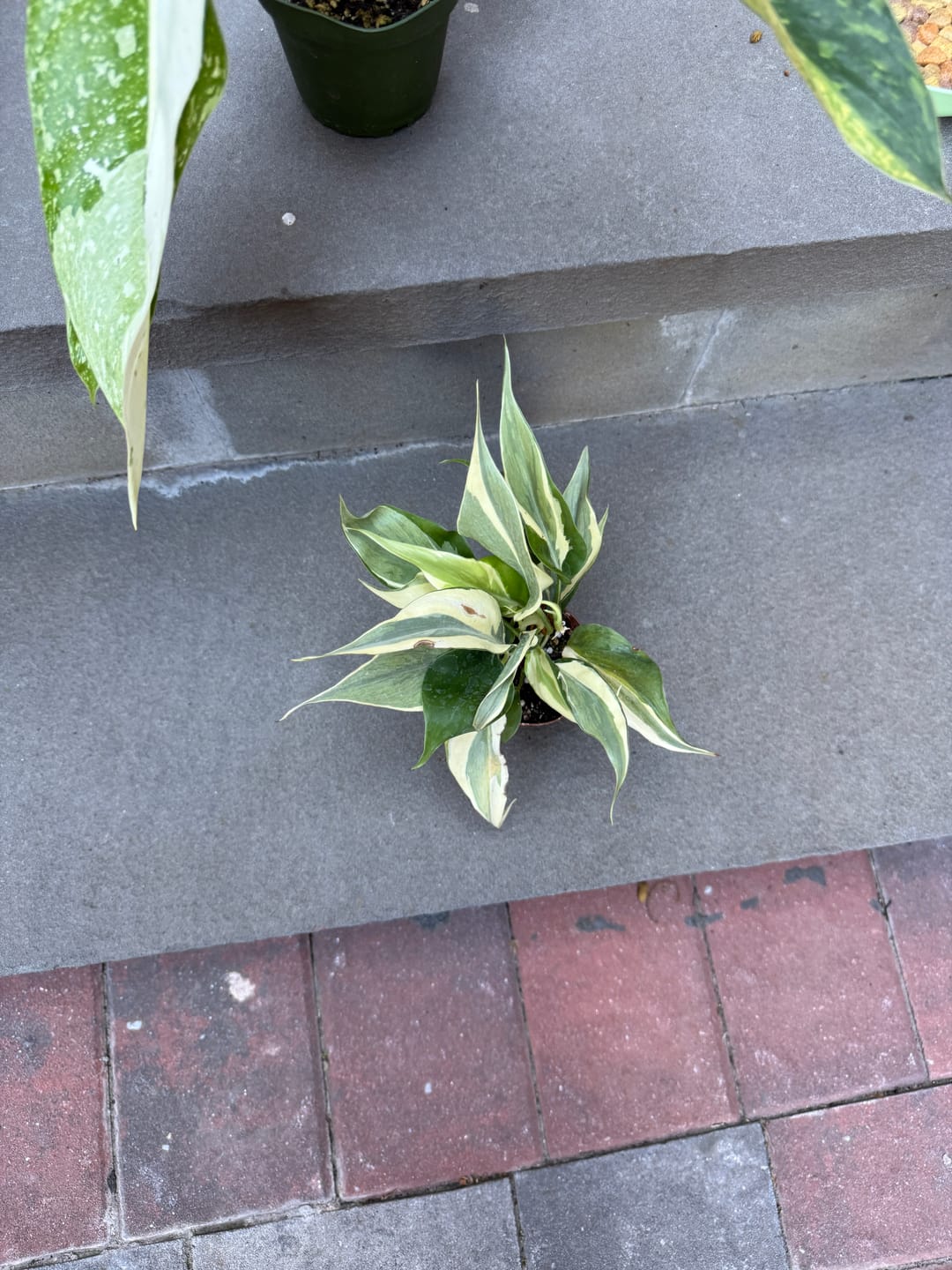 Customer photo review of Philodendron hederaceum 'Rio' - 3"
