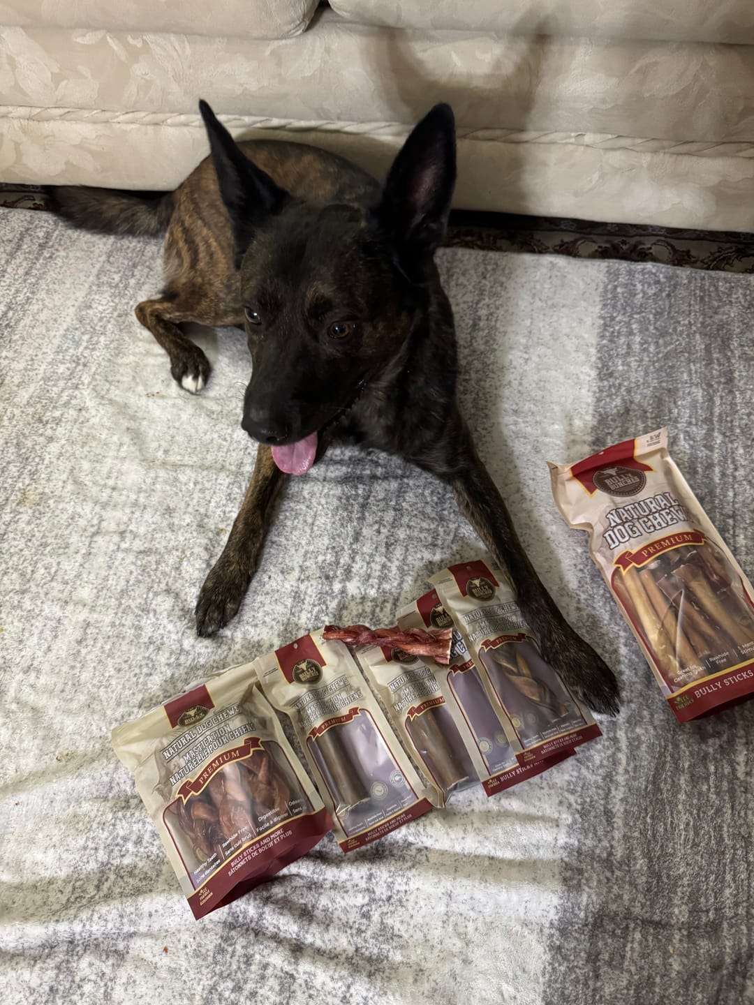 Customer photo review of 6 Inch Jumbo Braided Bully Stick