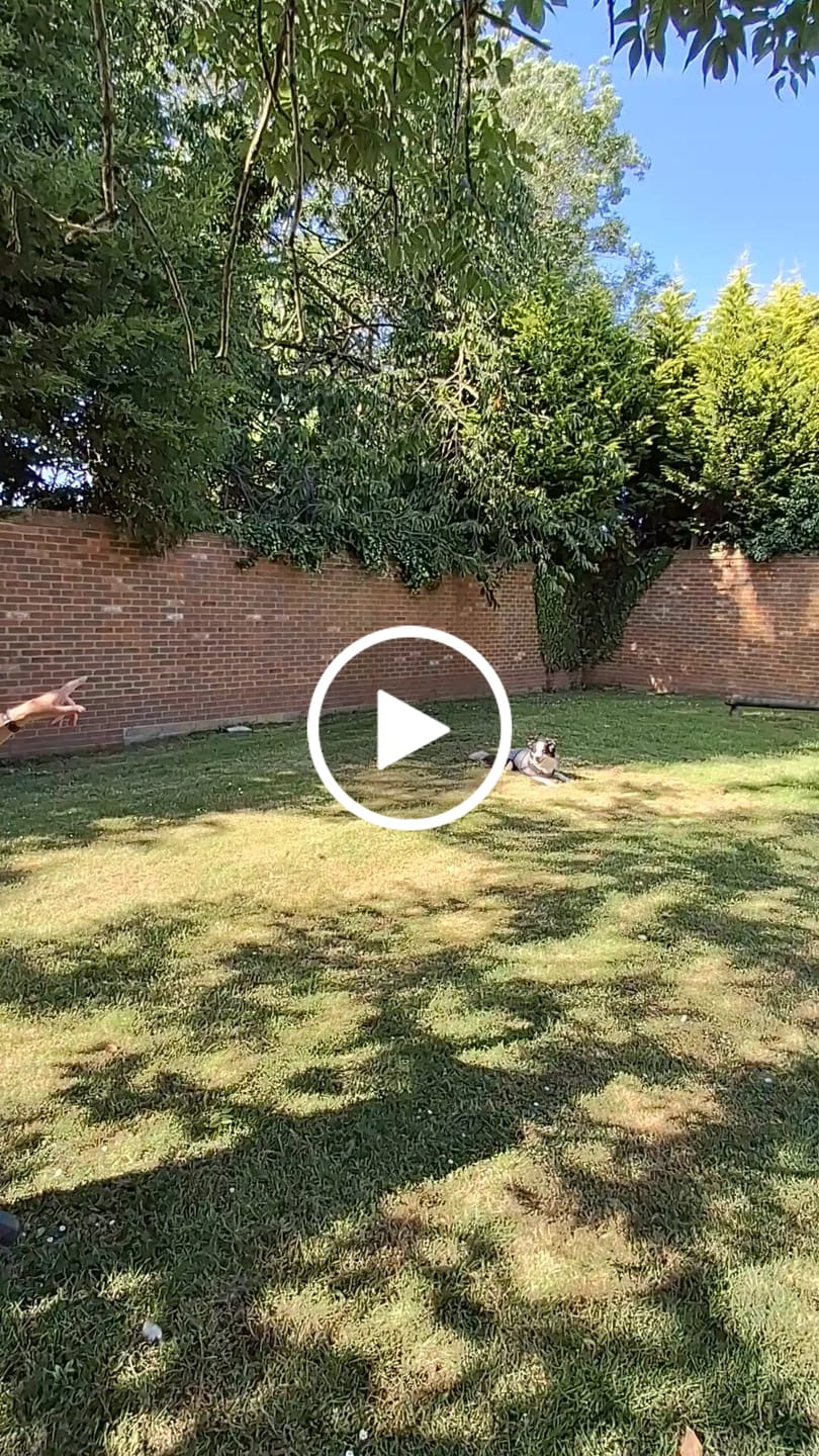 Customer video review of Luxury Dog Cooling Coat