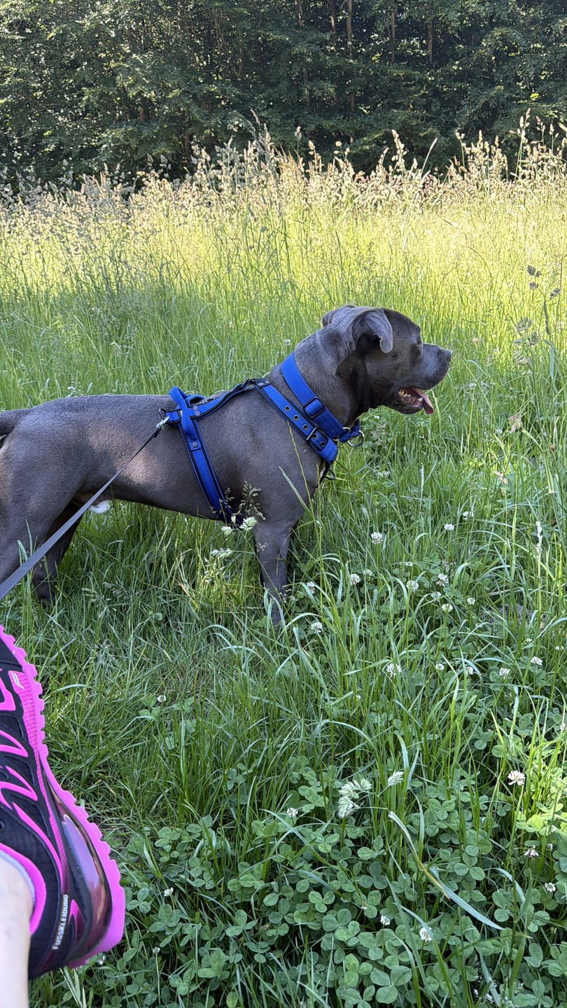 Customer photo review of Easy Walk Black Edition Blå - Sele med handtag