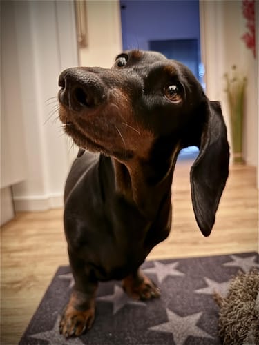 Customer photo review of PeppiPaste - Darmpower | Natürliche Darmpflege für Hunde | 220g
