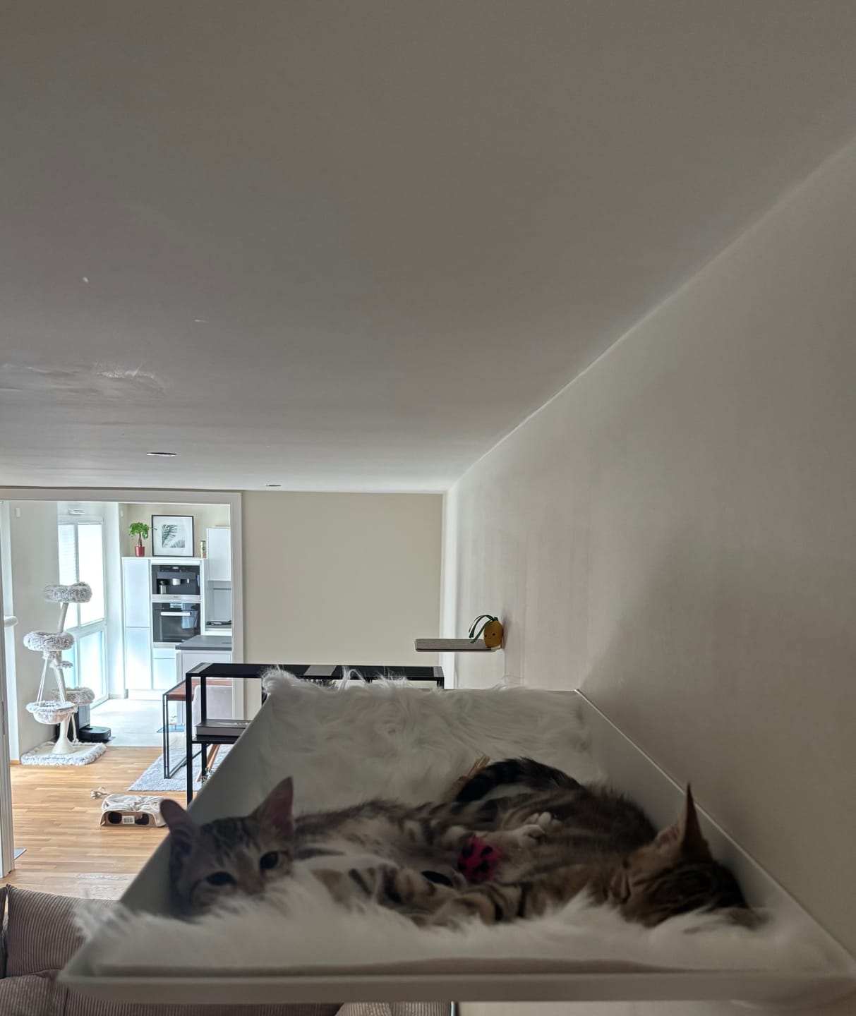 Customer photo review of STYA Katzen Kletterwand | XXL Hängematte & Nest WL190