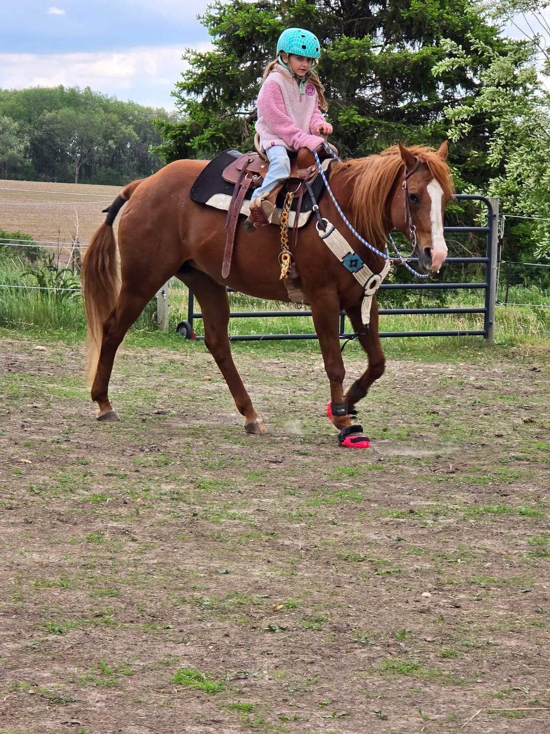 Customer photo review of Renegade® Viper Hoof Boot ULTRA-BLEM Seconds -- Blind Box Mystery Selection