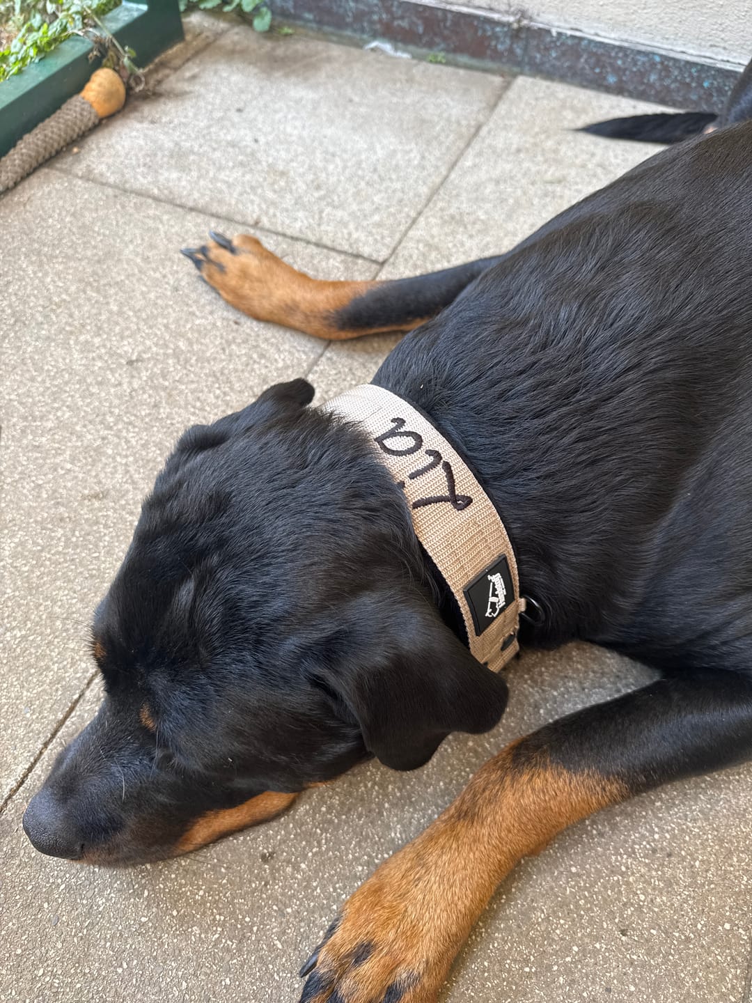 Customer photo review of Martingale halsband med namn