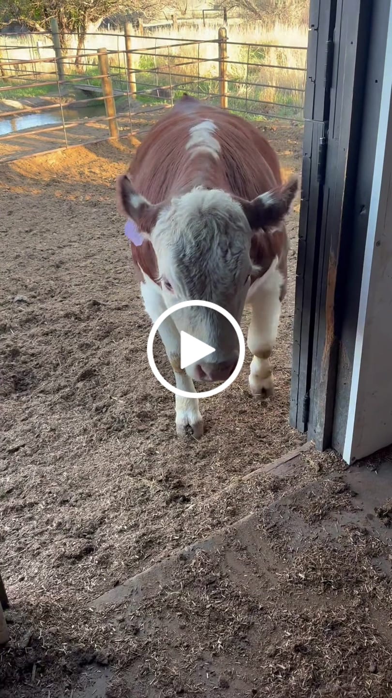Customer video review of OptiWize Collagen +Plus Livestock Joint Supplement