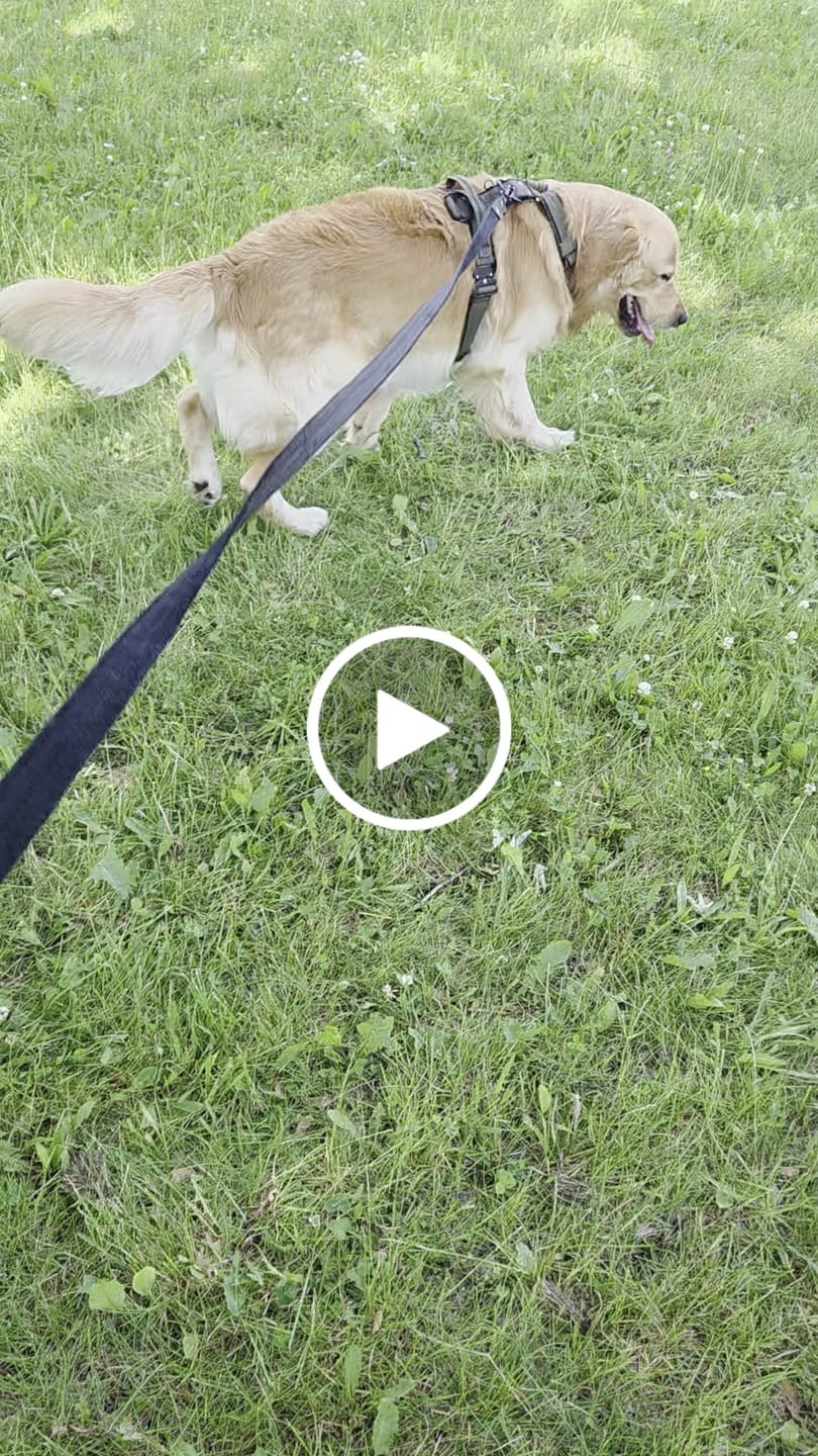 Customer video review of Szelki z szybką klamrą - Easy Walk Extreme Black Edition Khaki