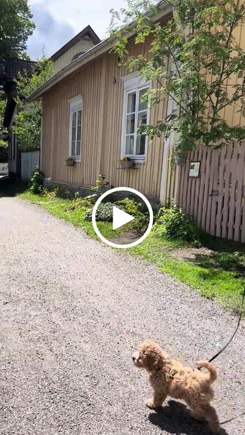 Customer video review of Crispin - Törmäystestattu lemmikin kuljetuslaatikko