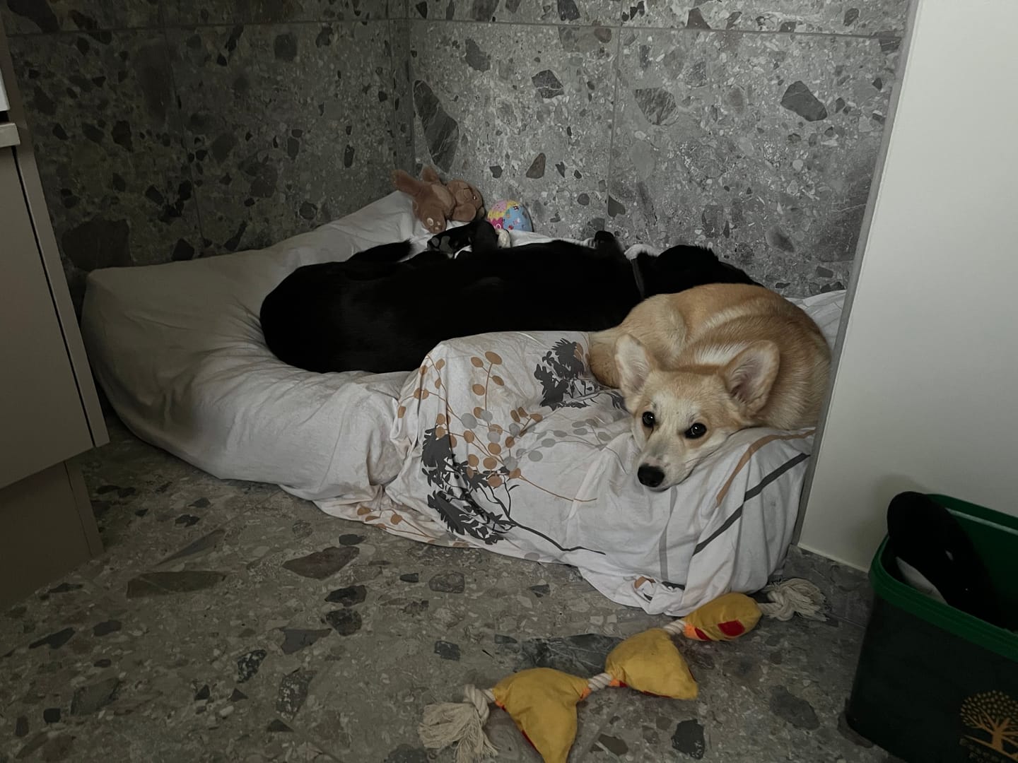 Customer photo review of Furpect - Canvas Hundepude