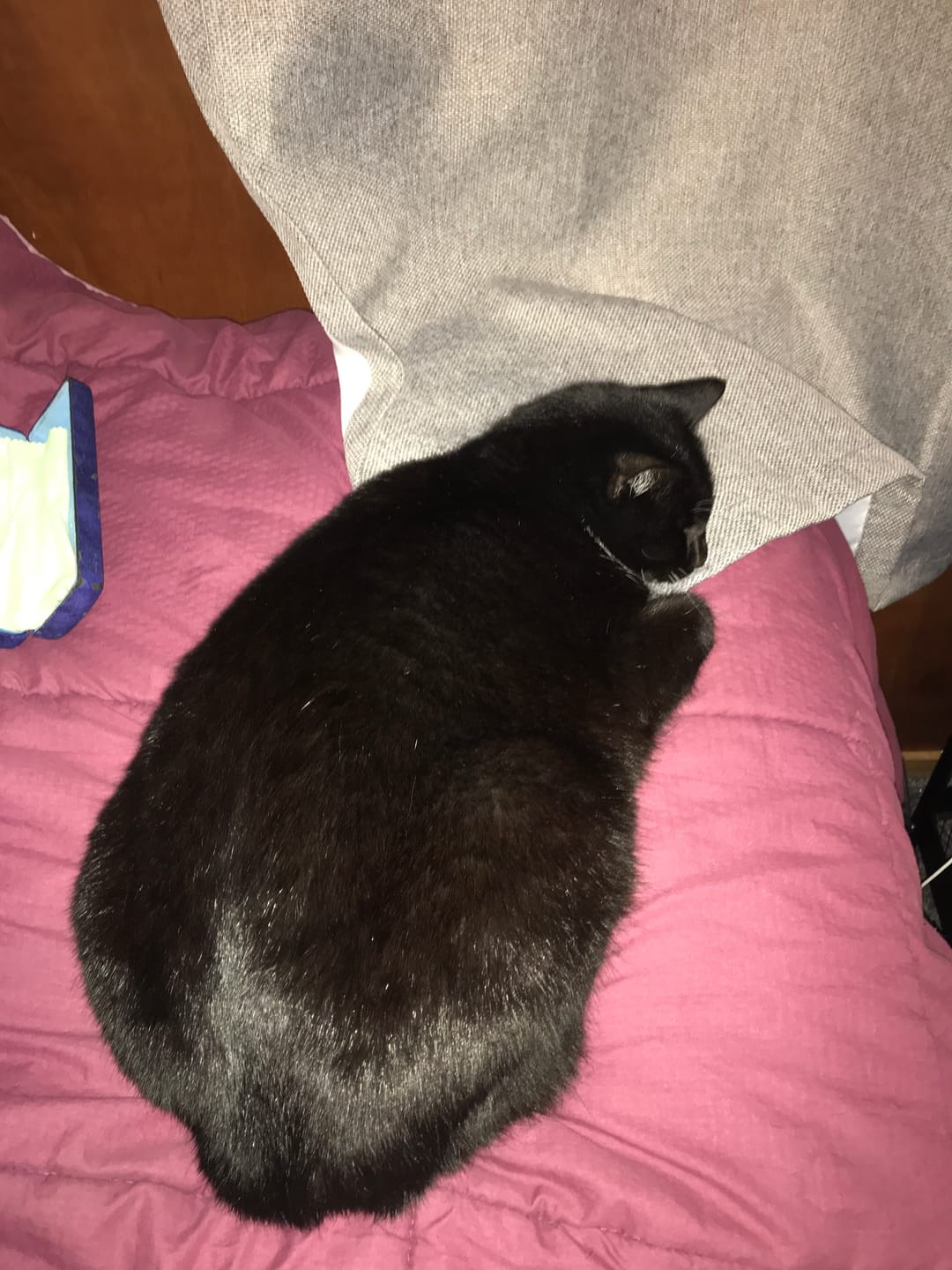 Customer photo review of NexGard SPECTRA for Large Cats 2.5-7.4kg