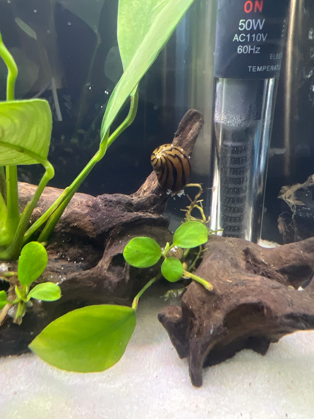 Customer photo review of Nerite Snail Bundle | Saving Pack