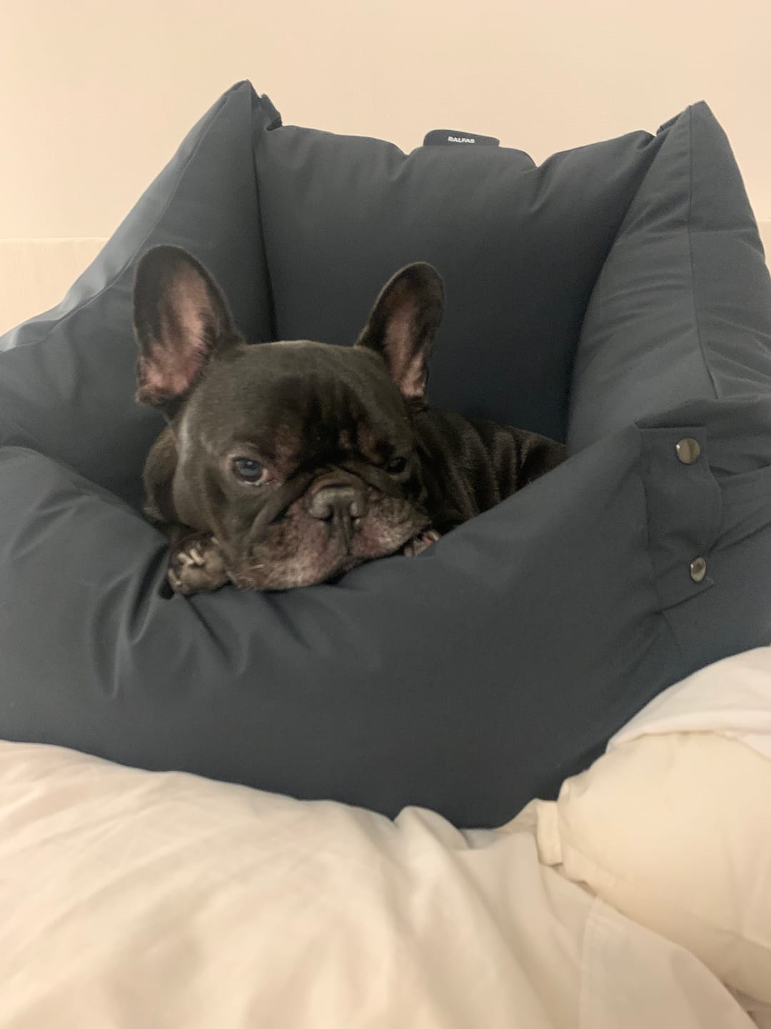Customer photo review of Cama para auto gris gráfito