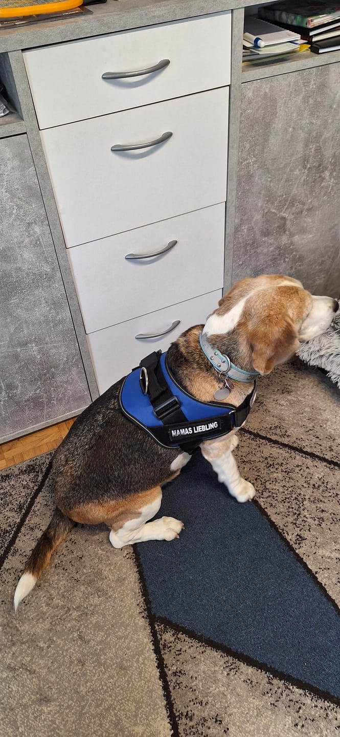 Customer photo review of Puppery™ Personalisiertes Anti-Zug Hundegeschirr